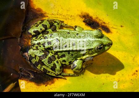 Grüner Wasserfrosch Pelophylax ridibundus Nahaufnahme grüner Haut Marsch Frosch Klepton Stockfoto