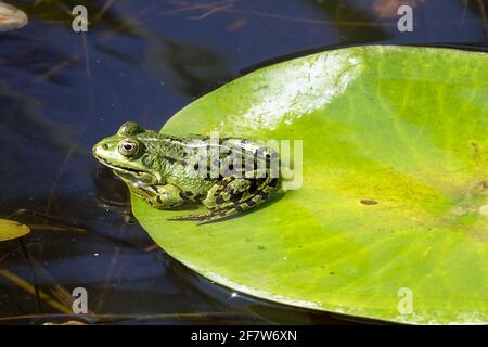 Marsh Froschkissen, auf Blatt Wasserlilie in einem kleinen Gartenteich Stockfoto