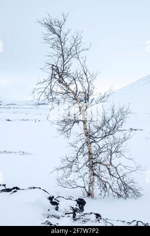 Kleine Flauschbirke (Betula pubescens) Am Fuße des schneebedeckten Hverfjall Vulkans in Island Stockfoto