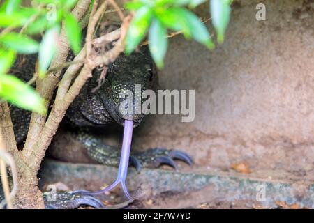 Wasserwächter Eidechse auf dem Betonufer des Kanals. Diese Reptilienart hat sich gut an die Nachbarschaft von Menschen in Sri Lanka angepasst und ist cal Stockfoto