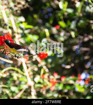 Purpur-rumped Sunbird (Nectarinia zeylonica) Vogel trinken nectarfrom Ipomea (Morning Glory) Rebe mit roten Blumen. Sri Lanka, Dezember Stockfoto