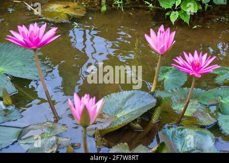 Lilly Pad (Nymphaea nouchali). Seerosen und Lotusblumen Sri Lanka. Nationale Blume (Sternlotus, Nil Manel), Symbol des Buddhismus Stockfoto