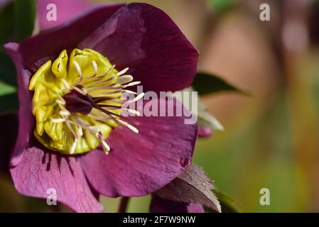 Nahaufnahme der Blüte einer lila Weihnachtsrose im Frühling, mit Pollen und Stempeln Stockfoto