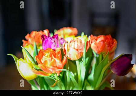Bouquet von bunten Tulpen im Sonnenlicht drinnen Stockfoto