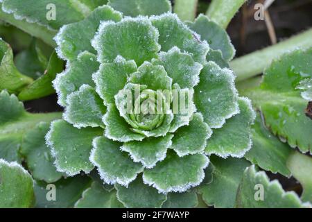 Saxifraga umbrosa, mit Frost besäumt, November Stockfoto