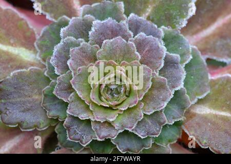 Saxifraga umbrosa, mit Frost besäumt, November Stockfoto