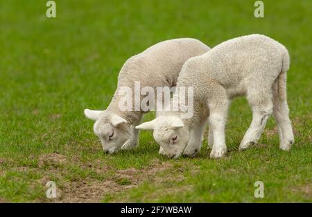 Lämmer im Frühling. Nahaufnahme von zwei Zwillingslämmern, die nebeneinander in grünem Weideland grasen. Nach links zeigen. Hintergrund bereinigen. Horizontal. Speicherplatz kopieren Stockfoto