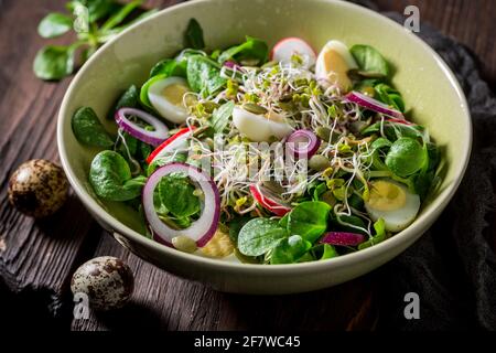 Frühlingsgrüner Salat mit Salat, Wachteleiern und Sprossen. Gesunder und frischer grüner Salat. Stockfoto