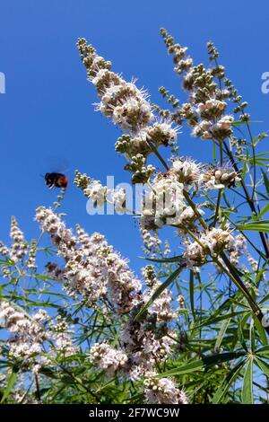 Mönchspfeffer, Vitex agnus-castus Alba Stockfoto