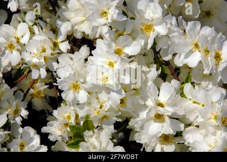 Perle Busch, Exochorda X macrantha "Die Braut" Stockfoto