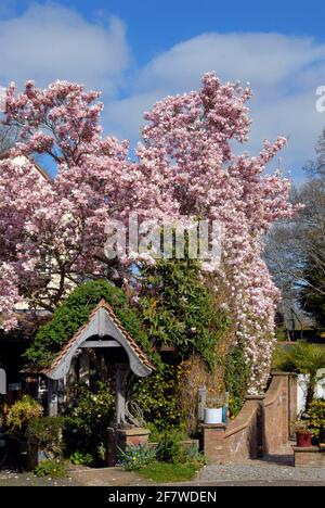 Herrlicher Magnolienbaum im frühen Frühjahr Stockfoto