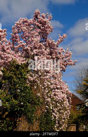 Herrlicher Magnolienbaum im frühen Frühjahr Stockfoto