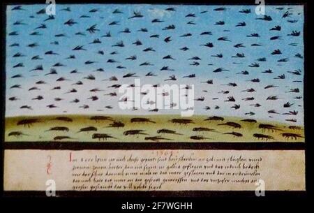 Die Seuche der Locust aus dem Buch der Wunder - Folio 71 Stockfoto