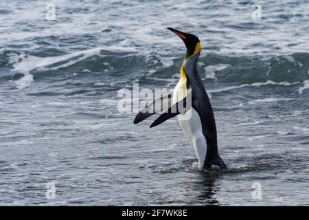 King Penguin (Aptenodytes patagonicus), der aus dem Wasser kommt, Salisbury Plain, South Georgia Island, Antarktis Stockfoto