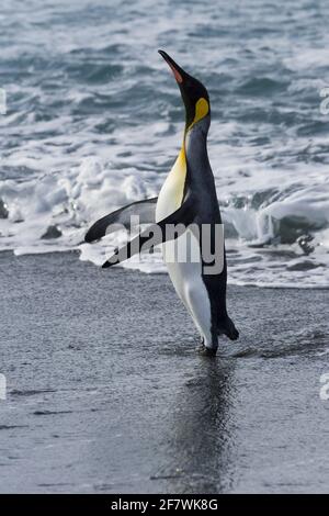 King Penguin (Aptenodytes patagonicus), der aus dem Wasser kommt, Salisbury Plain, South Georgia Island, Antarktis Stockfoto