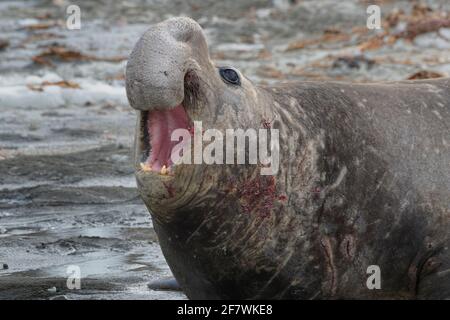 Brüllender Rüde Southern Elephant Seal (Mirounga leonina), Fortuna Bay, Südgeorgien, Südgeorgien und die Sandwichinseln, Antarktis Stockfoto