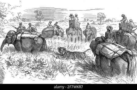 Gravur einer Tiger-Schießexpedition im unteren bengalen, indien, um 1879 Stockfoto