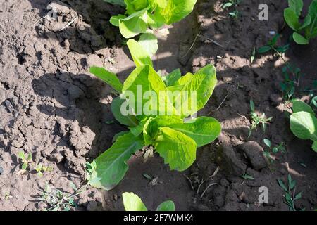 Wachsende Kräuter und Salat Im Sommer Stockfoto