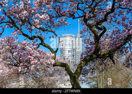 DEU, Deutschland, Nordrhein-Westfalen, Ruhrgebiet, Essen, 18.03.2020 - Bluehende Magnolie im Essener Stadtgarten Stockfoto