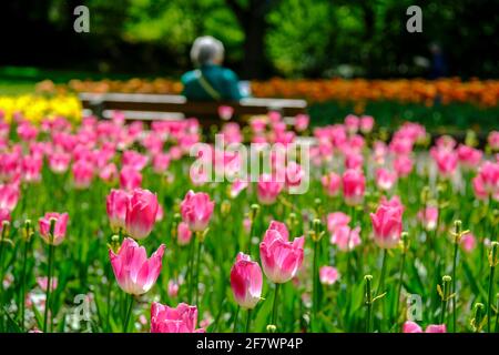 30.04.2020, Essen, Ruhrgebiet, Nordrhein-Westfalen, Deutschland - eine Frau sitzt allein auf einer Bank zwischen Tulpenbeeten im Gruga-Park in Essen U Stockfoto