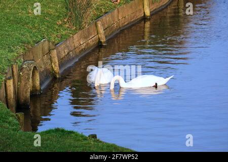 Schwäne: Zwei weiße Schwäne (cygnus olor) füttern an einem See in Woburn, Bedfordshire, England, Januar 2021. Stockfoto