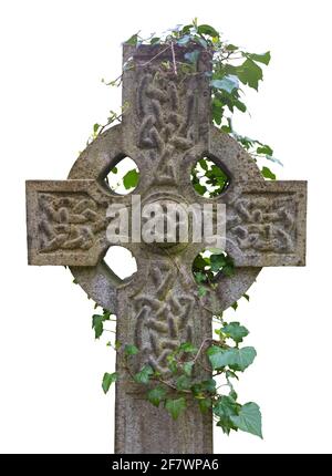 Efeu wächst um einen Grabstein des alten keltischen Kreuzes, isoliert auf WEISSEM Hintergrund Stockfoto