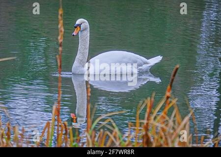 Der weiße Schwan genießt seine Spiegelung im Wasser, während er alleine auf einem englischen Landschaftssee schwimmend. Woburn, England. Stockfoto