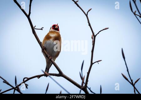 Ein Gpldfinch, der auf einem Ast sitzt. Stockfoto