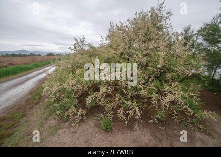 Tamarix gallica, Tamaricaceae Stockfoto