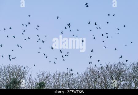 Gemischte Schar von Rooks und Jackdaws vor dem Ausgehen, Abend. Dorset. Stockfoto