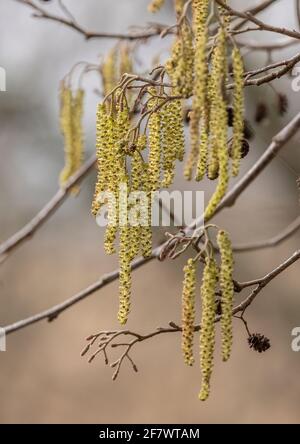 Männliche Kätzchen von Alder, Alnus glutinosa, (mit den weiblichen Kegeln des letzten Jahres) im frühen Frühjahr. Stockfoto