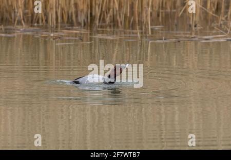 Pochard, Aythya ferina, Waschen und Aufnässen. Stockfoto