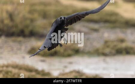 Aas-Krähe, Corvus corone, im Flug, kommt an Land. Stockfoto