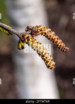 Betula Pendula blüht im Frühjahr Stockfoto