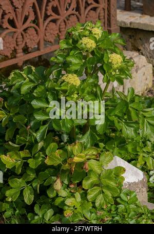 Alexanders, Smyrnium olusatrum, blühend im alten Kirchhof, Portland. Stockfoto