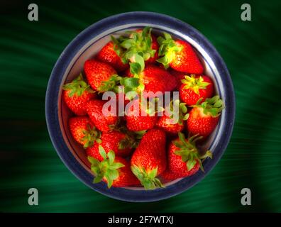 ERNÄHRUNGSKONZEPT: Frische Erdbeeren in blau umrandter Keramik Stockfoto