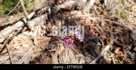 Die daphne eine Blume, die die Ankunft des Frühlings symbolisiert Stockfoto