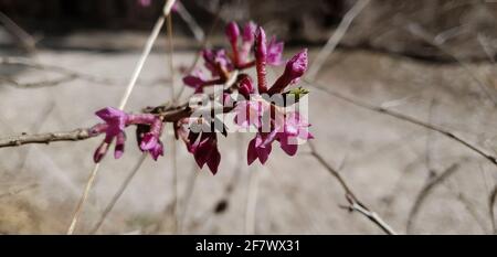 Die daphne eine Blume, die die Ankunft des Frühlings symbolisiert Stockfoto