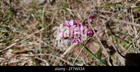 Die daphne eine Blume, die die Ankunft des Frühlings symbolisiert Stockfoto