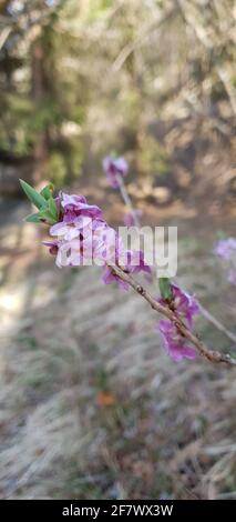 Die daphne eine Blume, die die Ankunft des Frühlings symbolisiert Stockfoto