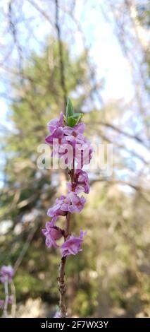 Die daphne eine Blume, die die Ankunft des Frühlings symbolisiert Stockfoto