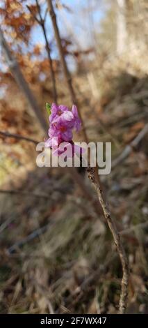 Die daphne eine Blume, die die Ankunft des Frühlings symbolisiert Stockfoto