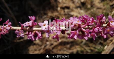 Die daphne eine Blume, die die Ankunft des Frühlings symbolisiert Stockfoto