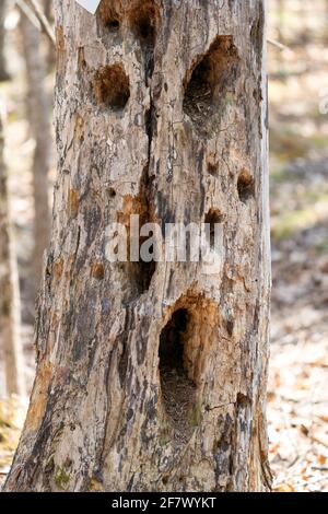 Ein typisches Beispiel für die Arbeit eines Pileated Woodpecker. Aus einem borealen Wald im Zentrum von Door County Wisconsin. Stockfoto