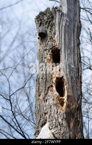 Ein typisches Beispiel für die Arbeit eines Pileated Woodpecker. Aus einem borealen Wald im Zentrum von Door County Wisconsin. Stockfoto