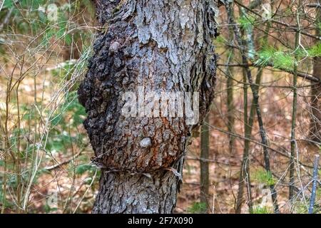 Ein gewöhnlicher Baumkrüll, der in einem Door County Forest gefunden wurde. Stockfoto