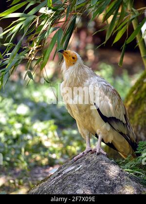 Ägyptischer Geier (Neophron percnopterus), auch als weißer Schnitzergeier oder pharaos Huhn auf Felsen inmitten der Vegetation bezeichnet Stockfoto