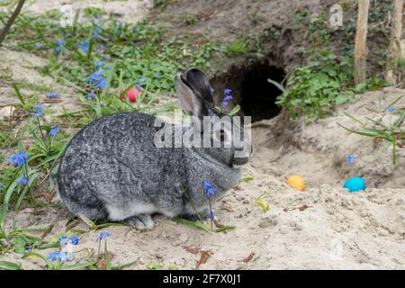 Kaninchen mit Ostereiern im Garten Stockfoto