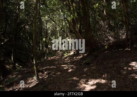 Ein subtropischer Lorbeerwald bedeckt die Höhen von La Gomera und hält das ganze Jahr über ein feuchtes Klima im Nationalpark Garajonay aufrecht. Stockfoto