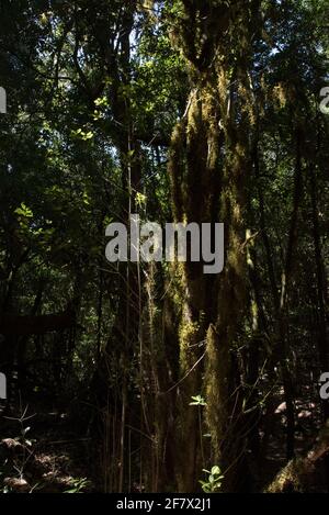 Ein subtropischer Lorbeerwald bedeckt die Höhen von La Gomera und hält das ganze Jahr über ein feuchtes Klima im Nationalpark Garajonay aufrecht. Stockfoto